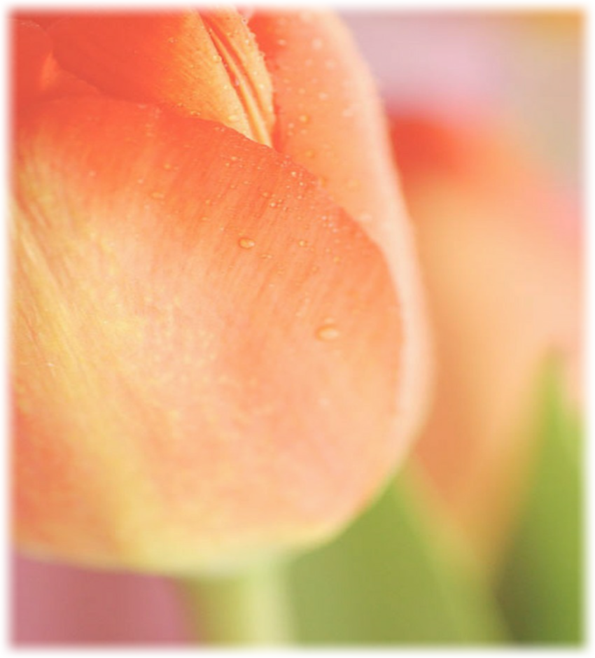 tulip