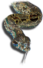snake