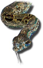 snake